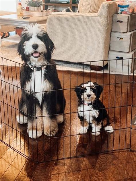 Bernedoodle size full grown how big do bernedoodles get tiny mini ...