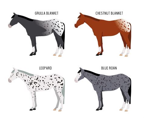 Appaloosa Horse Indian Breed Raised By Native Americans Equishop