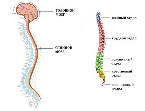Спинной мозг: где расположен, строение, функции, серое и белое вещество ...