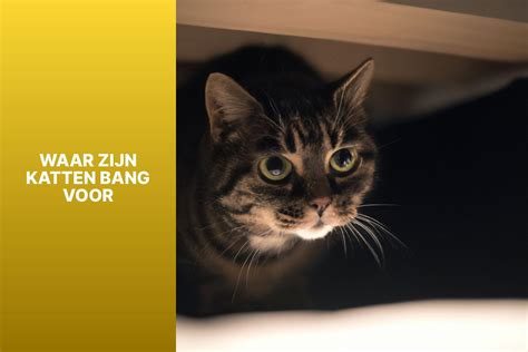 Waar Zijn Katten Bang Voor