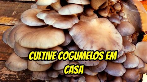 COMO CULTIVAR COGUMELOS COMESTÍVEIS EM CASA COGUKIT YouTube