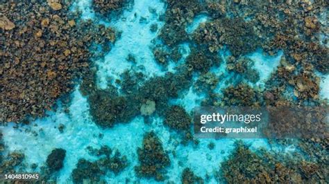 Coral Reef Texture Photos And Premium High Res Pictures Getty Images