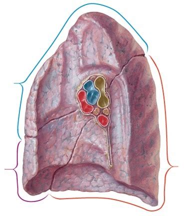 Lung Identification Pt Diagram Quizlet