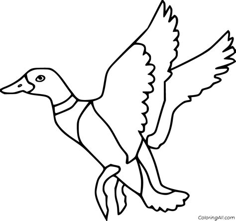 Mallard Duck Coloring Sheet Coloring Pages