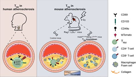 Resident Memory T Cells In The Atherosclerotic Lesion Associate With