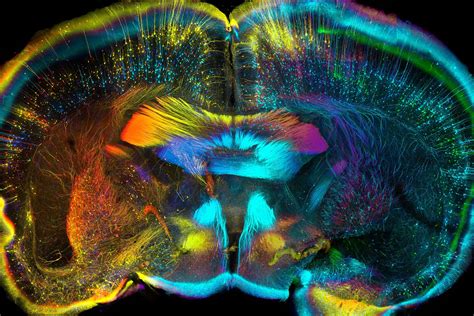 Science Meets Art In Amazing Biomedical Images Wired Uk