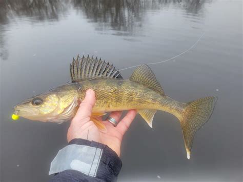 Wisc River Nekoosa Walleyes Wisconsin Fishing Reports