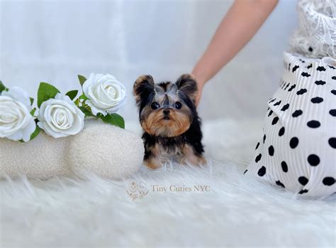 Teacup/Micro Teacup Yorkies | Astoria, NY | Tiny Cuties NYC