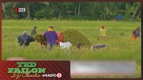 Palay Production Target Para Sa Binaba Sa M Mt