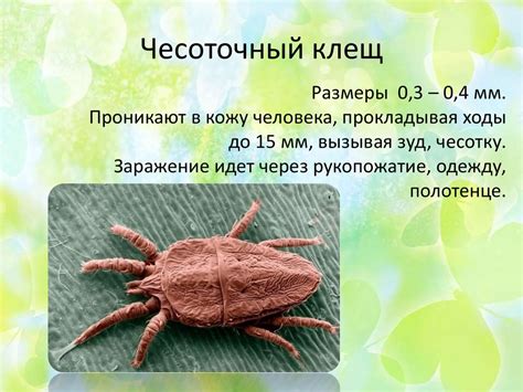 Чесоточный клещ у человека: симптомы, источники заражения, диагностика ...