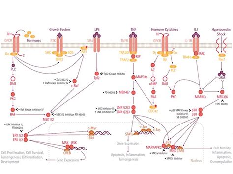 MAPK Antibodies, Proteins, Inhibitors, & Assays - Primary Antibodies