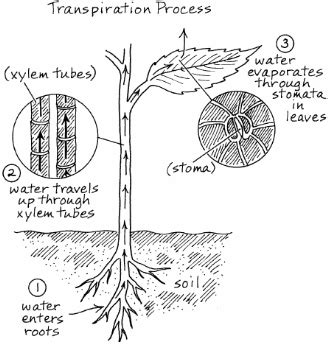 Transpiration Quiz- Plant Physiology Quiz | Teaching biology, Science ...