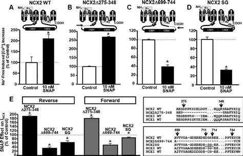 Effect Of The No Donor Snap On The Activity Of Ncx Ncx