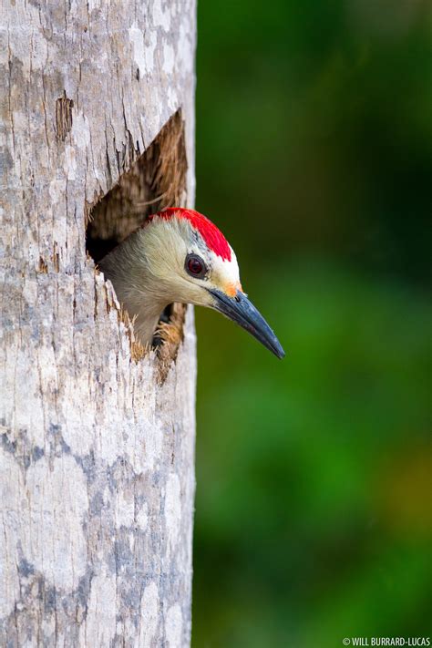 Nesting Woodpecker | Will Burrard-Lucas