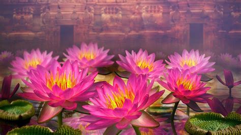 Pink Lotus Wallpapers - Top Free Pink Lotus Backgrounds - WallpaperAccess