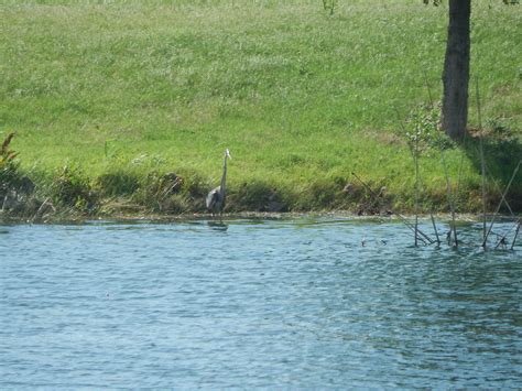 Dscn Great Blue Heron Stoneridge View Nw Fr Patio Flickr