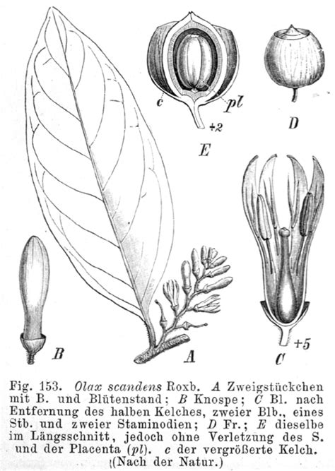 Olax scandens (Olacaceae) image 161115 at PhytoImages.siu.edu