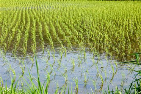 japanese rice field  stock photo  vecteezy