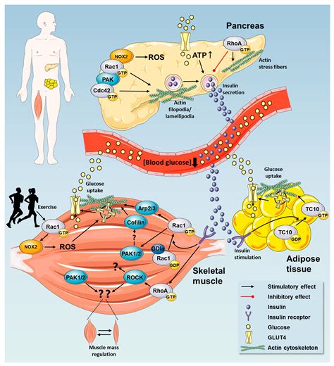 Is Glucose Uptake Into Cells Affected by Age