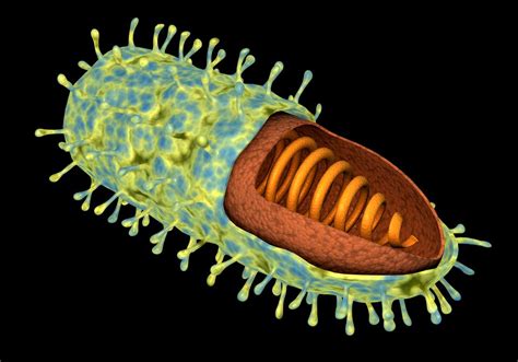 Rabies Virus Diagram