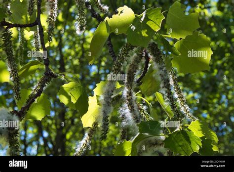 White poplar tree seeds hi-res stock photography and images - Alamy