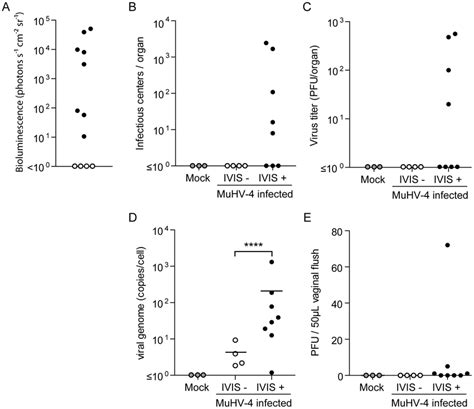 Quantification Of Mhv 68 Infection In Female Genital Tract After