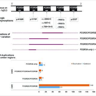 Multivariate Analysis Of The Effect Of Fcgr A Copy Number Fcgr B And