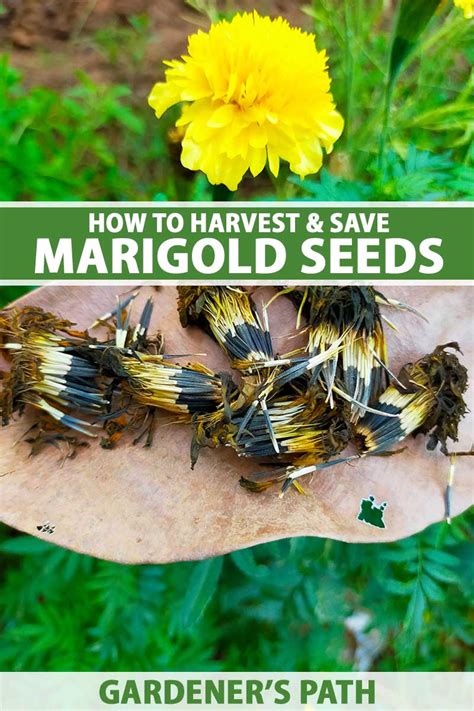 7 Steps To Harvesting And Saving Marigold Seeds Gardeners Path