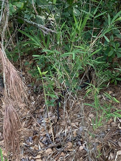 Eastern Gray Ratsnake Complex From V O A Site C Rd Greenville Nc Us