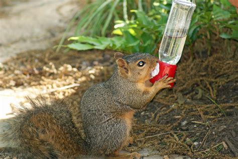 How To Keep Squirrels Off Hummingbird Feeder Wildlifeful