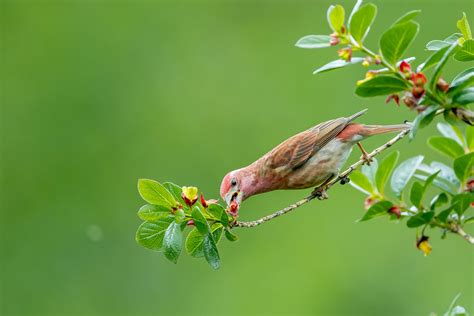 Purp Le Finch Tony Spane Flickr