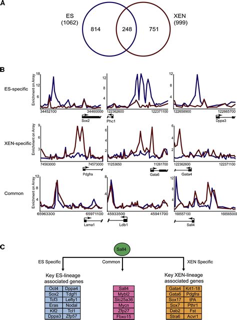 Sall4 Regulates Distinct Transcription Circuitries In Different