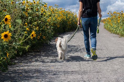 Walking Dog Pictures Download Free Images On Unsplash