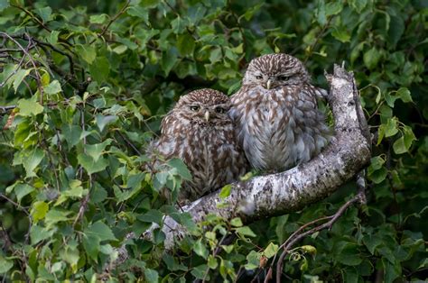 Wallpaper Id 116830 Green Nature Animals Birds Free Download