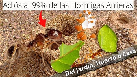 Elimina El De Las Hormigas Arrieras Con Cascara De Huevo Muy