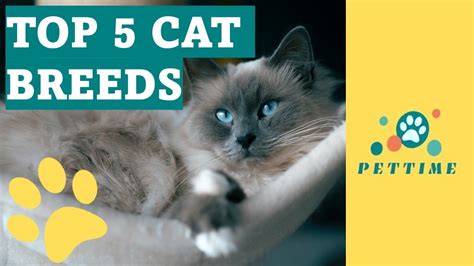 TOP 5 CAT BREEDS In The WHOLE WORLD YouTube