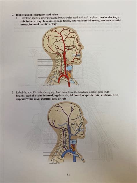 Get Answer Identification Of Arteries And Veins 1 Label The