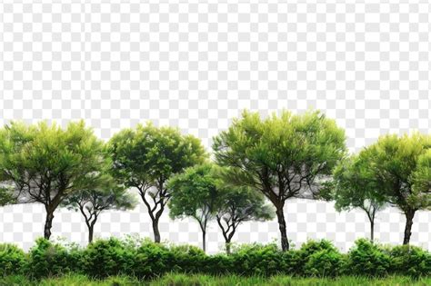 118,000+ Forest Png Pictures