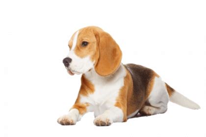 Beagle Transparent Image