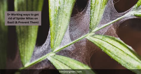 5 Working Ways To Get Rid Of Spider Mites On Basil And Prevent Them