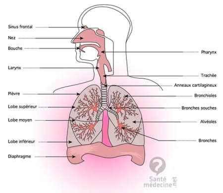 Bronchioles définition schéma quel rôle