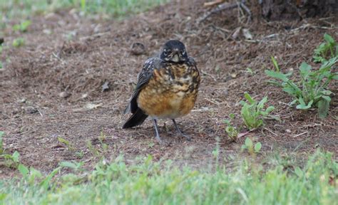 Things with Wings: Juvenile American Robin