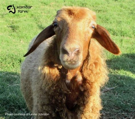 American Karakul Sheep: A Unique Heritage Breed