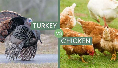 Turkey vs Chicken – Are The Household Birds Similar?