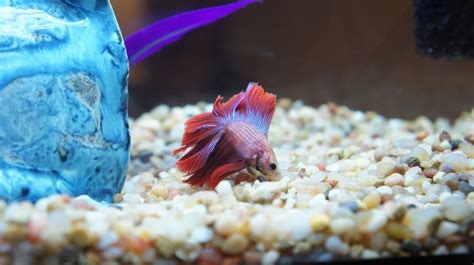 Ammonia Poisoning Betta Fish How To Treat It The Aqua Advisor