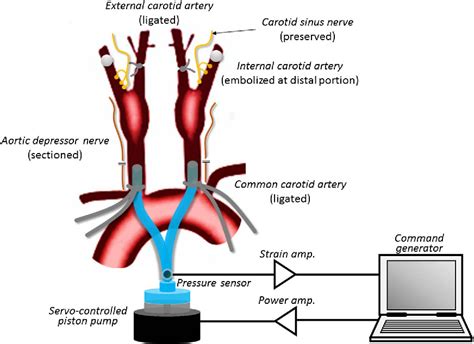 Figure 4 from Closed-Loop Neuromodulation Technology for Baroreflex ...