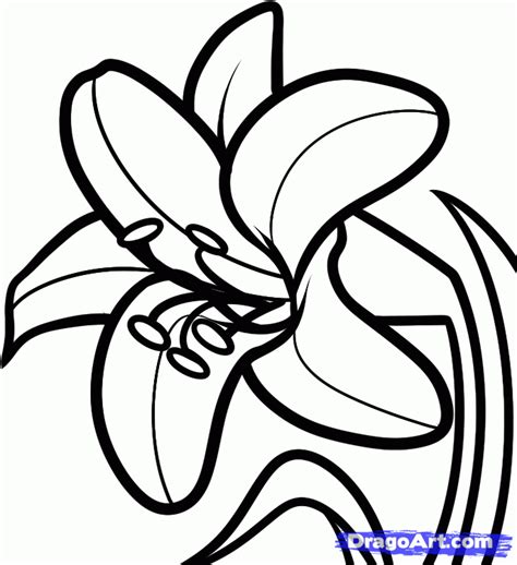 Lily Flower Outline Az Coloring Pages Lilies Drawing Easter Lily