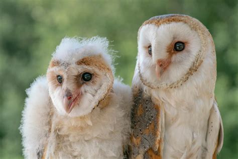 10 Reasons To Love Barn Owls Not Experiment On Them Peta