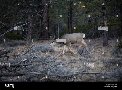 Young Male Mule Deer In The Forest Taken In Bryce Canyon National Park