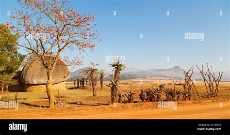 In swaziland wildlife nature reserve Stock Photo - Alamy